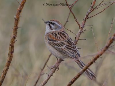 Jankowski's Bunting