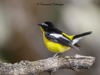 Yellow-rumped Flycatcher