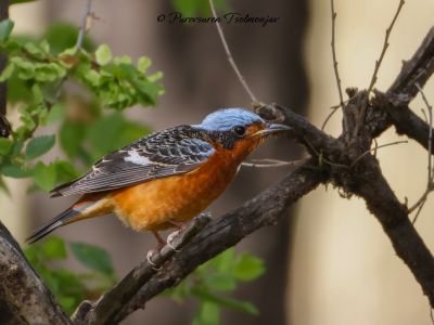 White-throated Rock Thrush