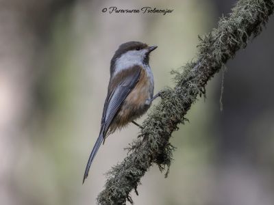 Siberian Tit