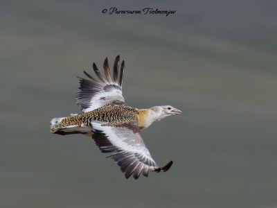 Great Bustard