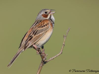 Chesnut-eared Bunting