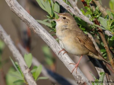 Chinese Bush Warbler