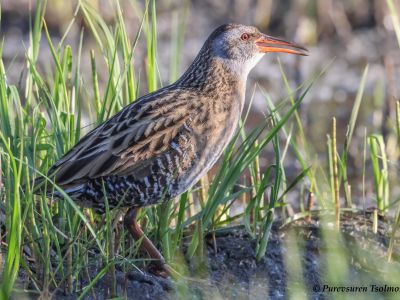 Brown-cheeked Rail