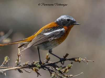 Eversmann's Redstart