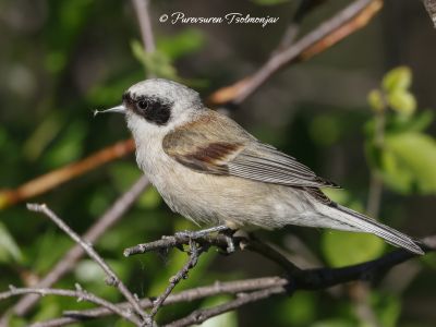 White-crowned Penduline Tit