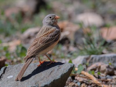Grey-necked Bunting