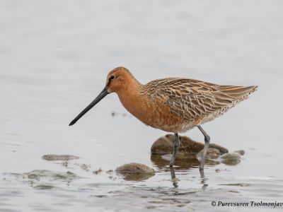 Asian Dowitcher