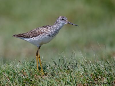 Marsh Sandpiper