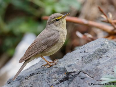 Sulphur-bellied Warbler