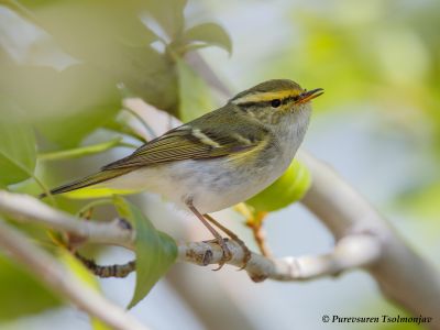 Pallas's Leaf Warbler