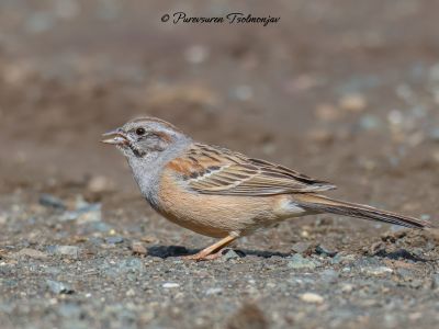 Godlewski's Bunting