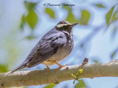 Siberian Thrush