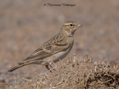 Mongolian Short-toed Lark