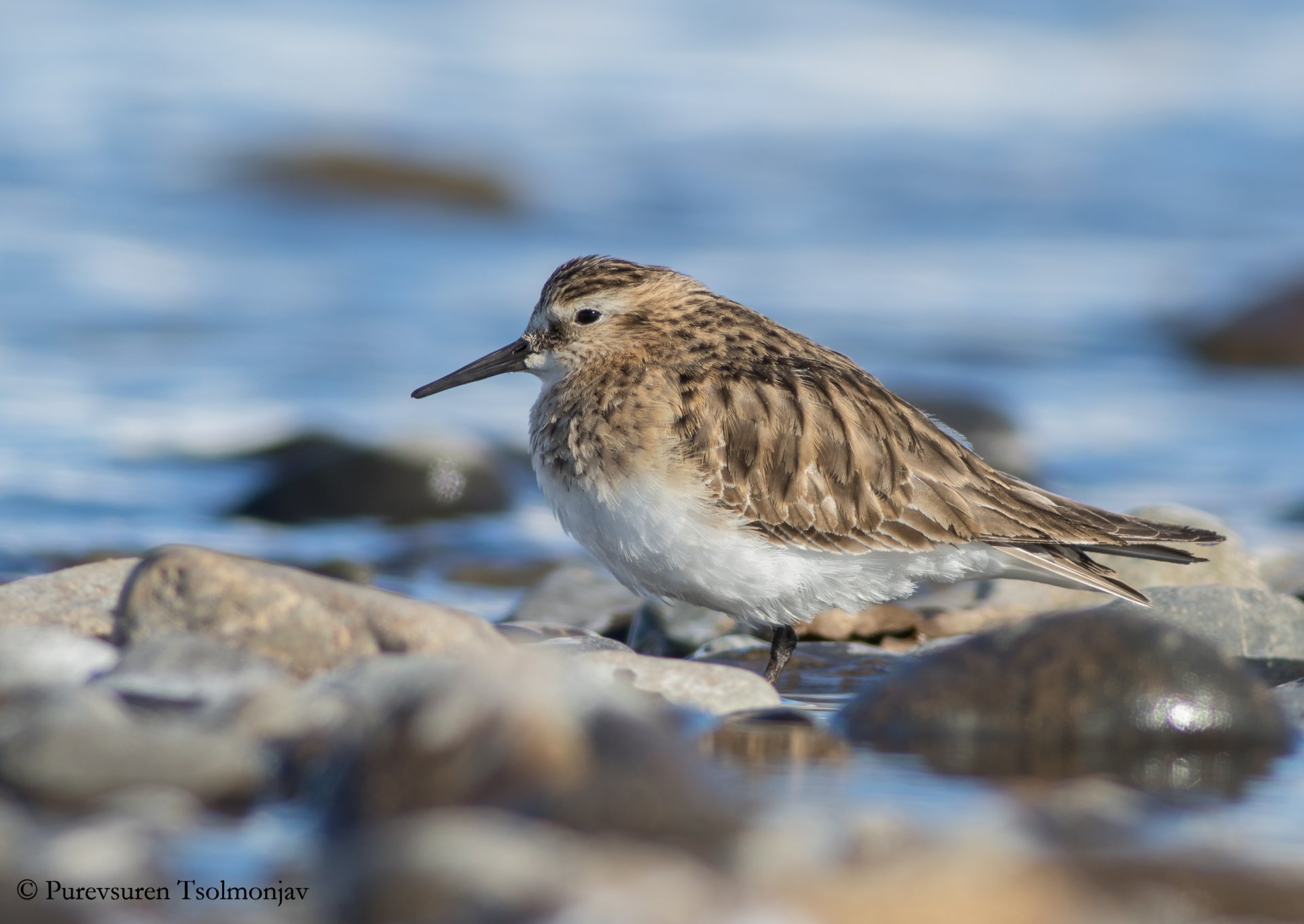 A first record of Baird's Sandpiper for Mongolia