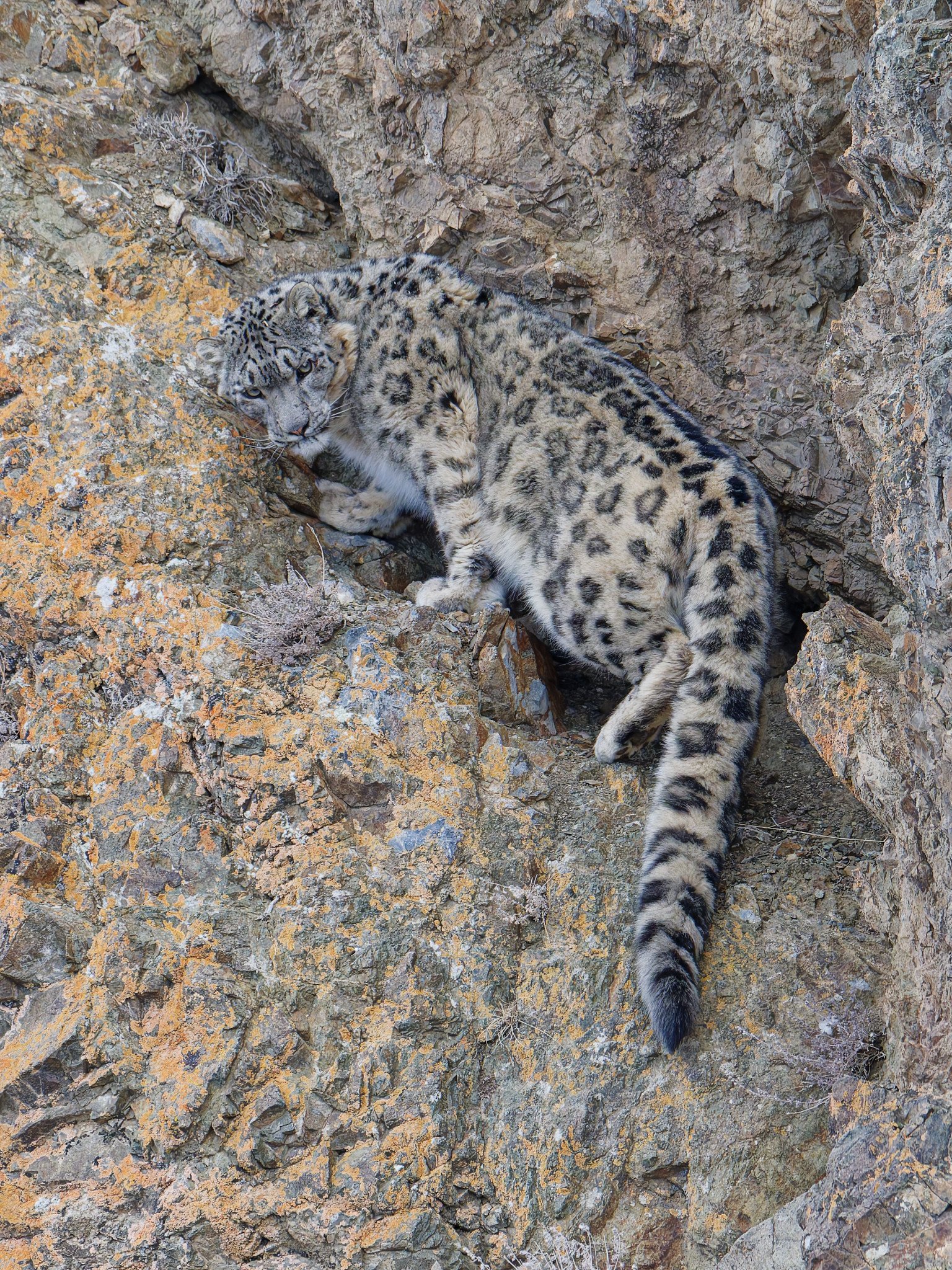 Snow Leopard Tour in November 2024