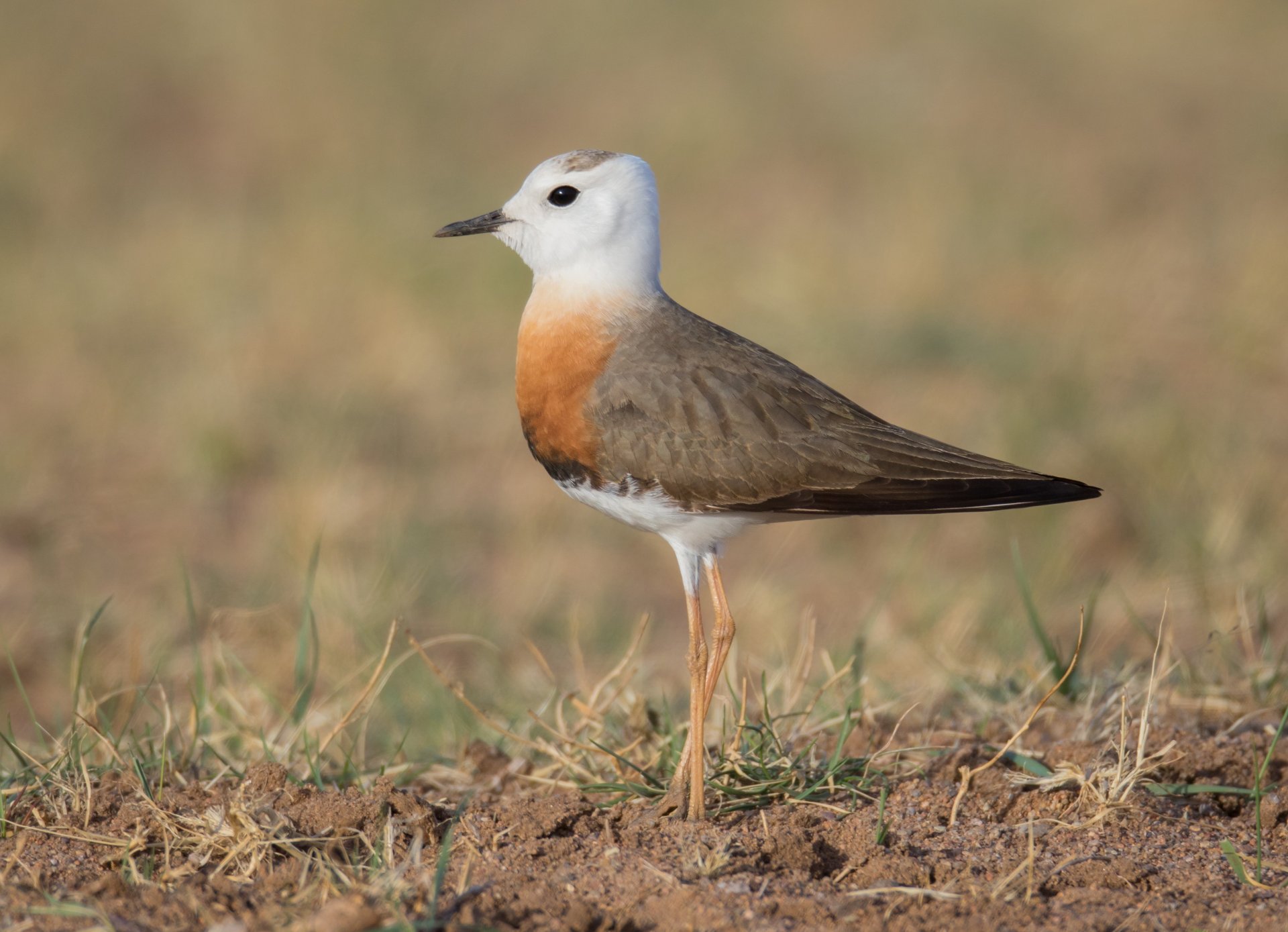 Mongolia Birding Tour