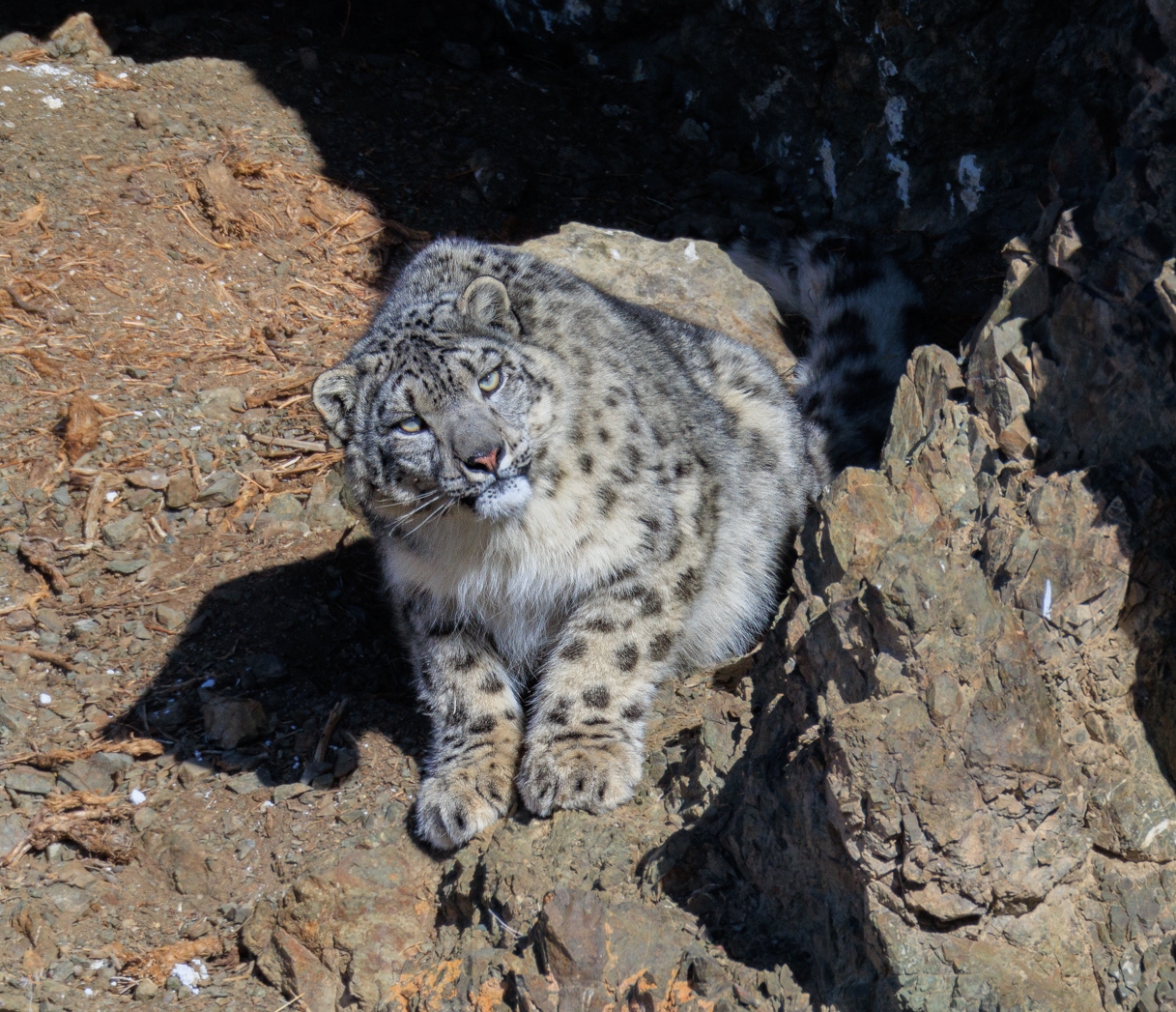 Snow Leopard Tour