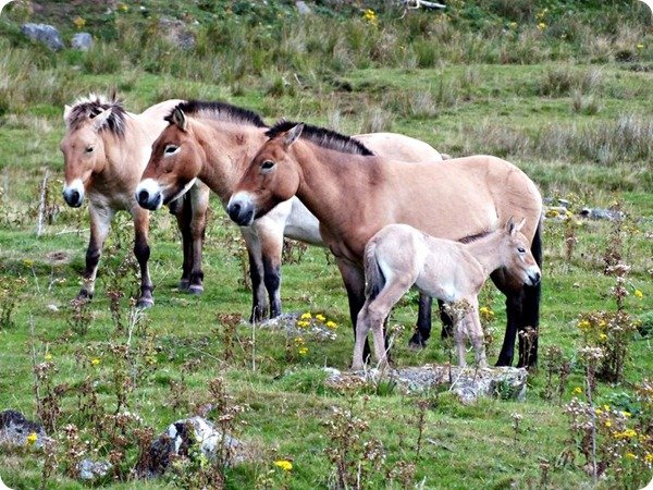 KHUSTAI NATIONAL PARK TOUR