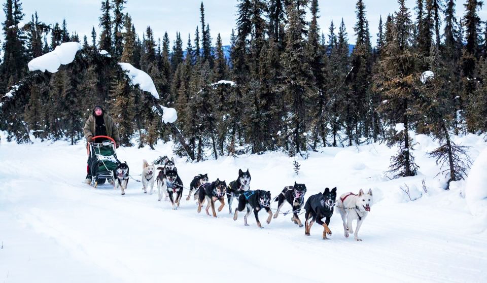 Terelj National Park Dog sledding
