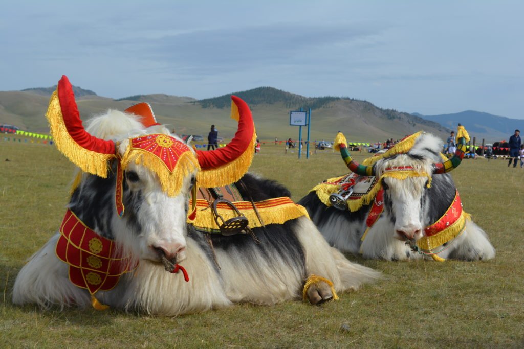 Cuál es la capital de mongolia