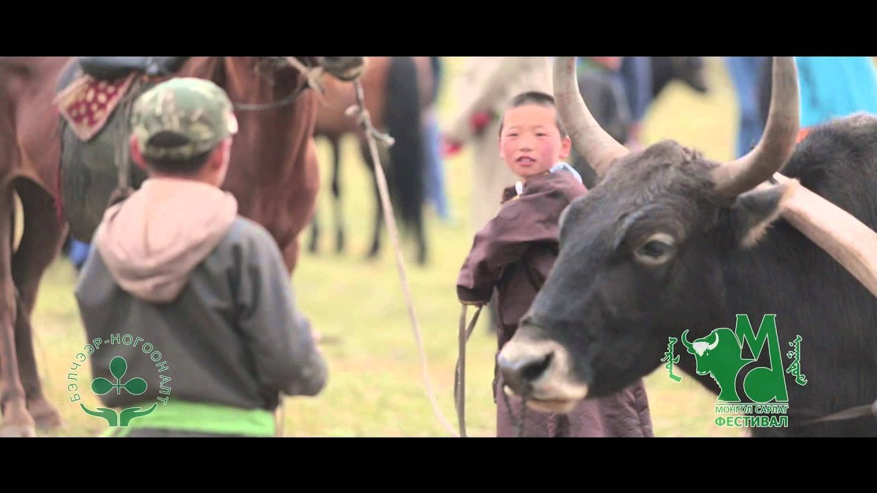 Mongol yak Festival/Сарлагийн баяр