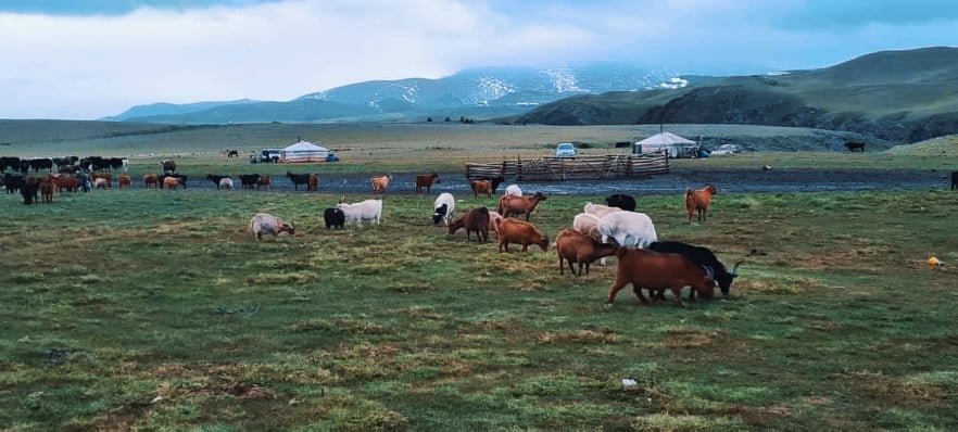 Алгаа дэлгэвэл аль байдаг гоёыг өгнө