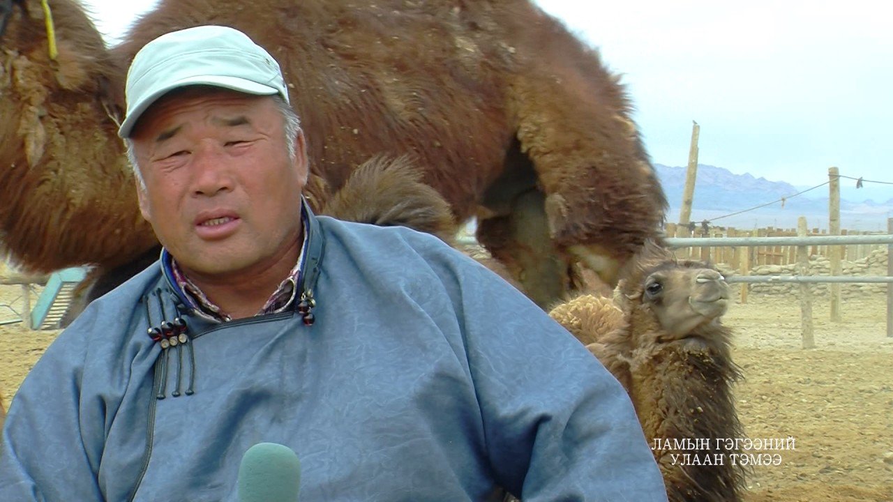 'Lamiin gegeenii ulaan' breed camel/Ламын гэгээний улаан тэмээ
