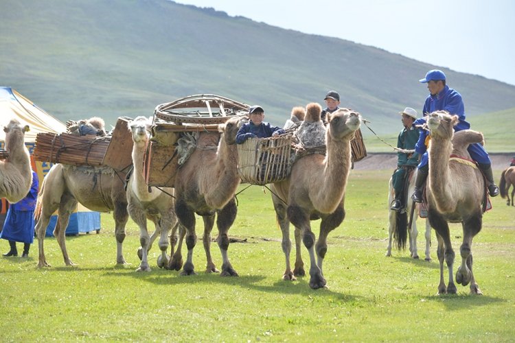 Бид “Бэлчээр ба нүүдлийн мал аж ахуй эрхлэгчдийн олон улсын жил” (IYRP) 2026 санаачилгыг дэмжиж ирсэн