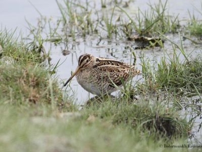 Swinhoe's snipe (Gallinago megala) breeds in meadows and river valleys of the Taiga forest.