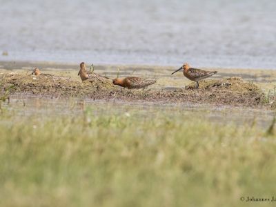 Asian Dowitcher (Limnodromus semipalmatus)