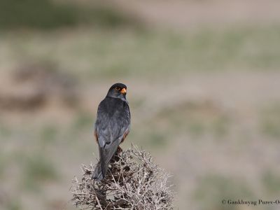 Male Amur Falcon (Falco amurensis)