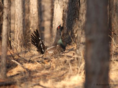 Black-billed Capercaillie (Tetrao urogalloides)