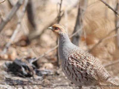 Daurian Partridge (Perdix dauurica)