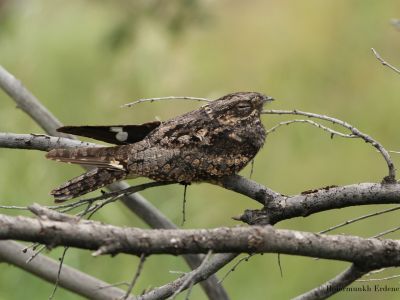 Grey Nightjar (Caprimulgus jotaka)