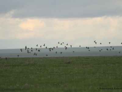 Little Curlew (Numenius minutus)