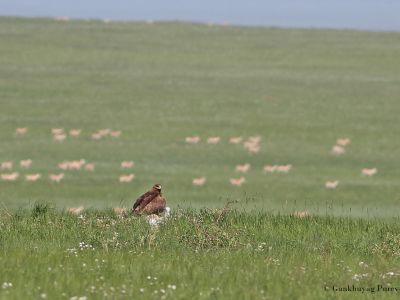 Steppe Eagle (Aquila nipalensis) nests on the ground in its prime habitat, steppe grassland