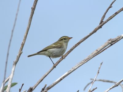 Two-barred Warbler (Phylloscopus plumbeitarsus)