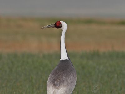 White-naped Crane (Antigone vipio)