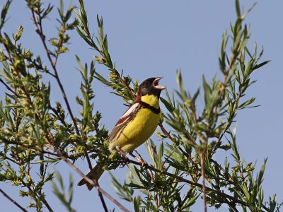 Critically endangered Yellow-breasted Bunting (Emberiza aureola)