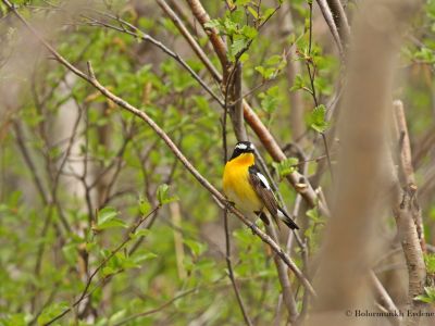 Yellow-rumped Flycatcher (Ficedula zanthopygia)