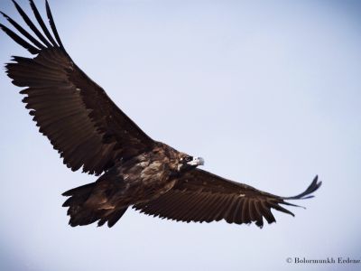 Cinereous vulture (Aegypius monachus)