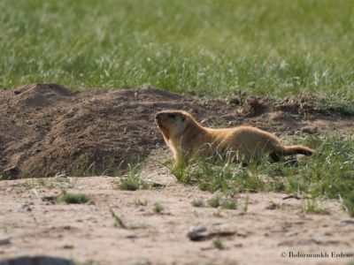 Mongolian marmot (Marmota sibirica)