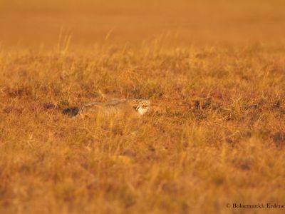 Pallas's cat (Otocolobus manul) hunting before sunset