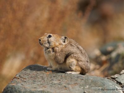 Daurian pika (Ochotona dauurica)