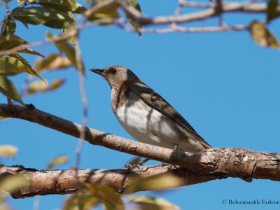 Red-throated thrush (Turdus ruficollis)