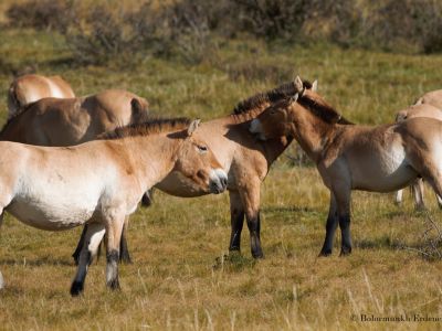 Takhi or Przewalski's horse (Equus przewalskii)