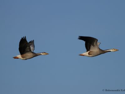 Bar-headed geese (Anser indicus)