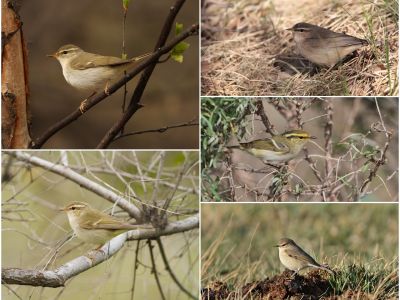 Some common leaf warbler species that breed in the taiga forest