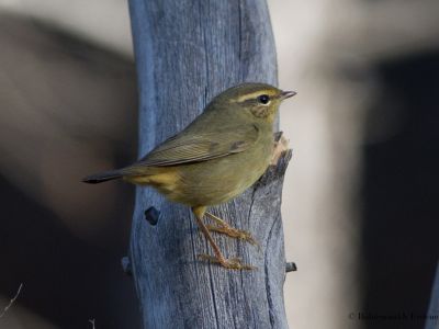 Radde's Warbler (Phylloscopus schwarzi)